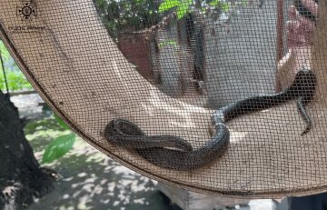 змея заползла в дом в Днепре