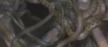 "Ось це вже серйозно": величезний клубок змій кишить в Одесі, кадри неприємного видовища