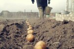 "Голодовка забезпечена": поліцейські почали полювання на українців, які садять картоплю