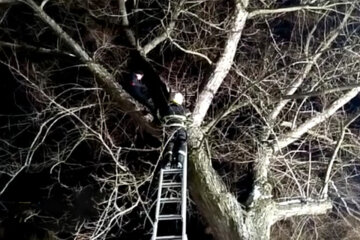 Подросток заліз на вершину 7-метрового дерева і не сліз: рятувальники кинулися на допомогу