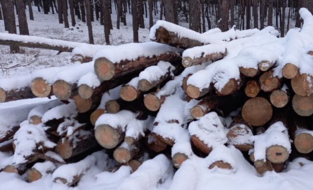 У Києві незаконно вирубують дерева прямо "під носом" у поліції: "Майже щоночі вивозять..."