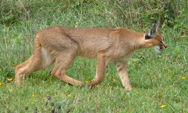 Под Киевом сбежала рысь, полиция и спасатели отказались искать: фото