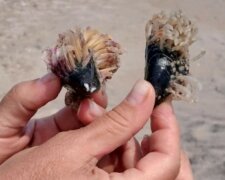 Дивовижних створінь викинуло на пляж Бердянська: люди публікують перші фото
