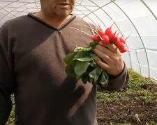 Вирощування редису в теплиці