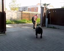 В Харькове неадекват расправился с псом на глазах у школьников, детали: светит 8 лет