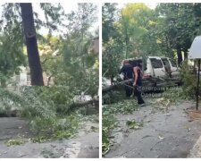 В центре Одессы дерево не выдержало и завалилось на микроавтобус: видео ЧП