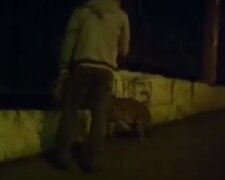 Киевлянин вышел на прогулку с леопардом, появилось видео: "лишь бы дома не сидеть"