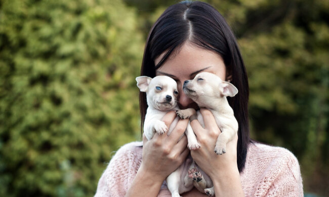 щенки, собаки