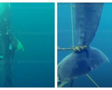 "Прячут последствия": в Черном море  случайно обнаружили кладбище дельфинов, видео