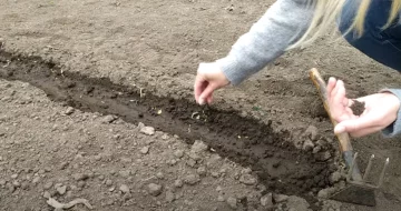 коли садити салат у відкритий ґрунт