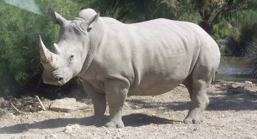 северный белый носорог