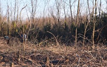 Под Одессой уничтожили целый лес, фото: посадили за счет гсобюджета