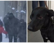 В Киеве собаку бросили на 13-градусном морозе: не было ни записки, ни еды