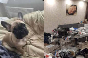 Злодії розперезалися в Дніпрі: разом з коштовностями вкрали собаку