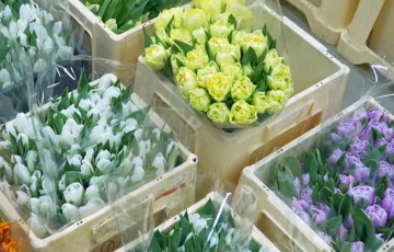 Подорожание цветов в Днепре, 8 марта