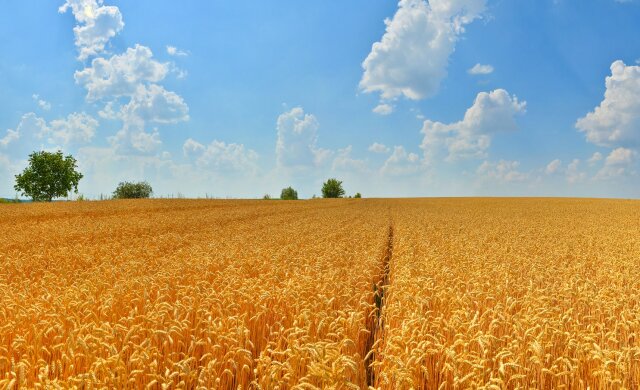 земля, поле, пшеница
