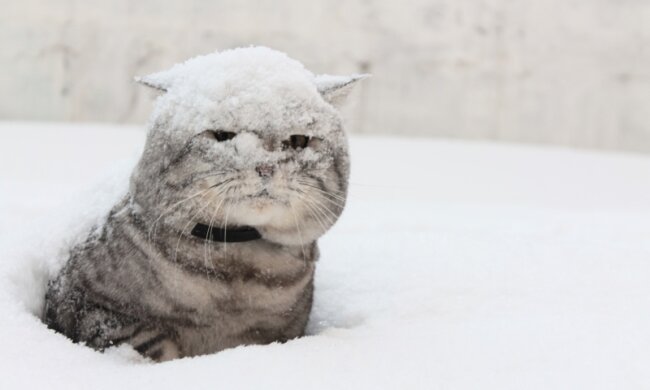 Уже с сегодняшнего дня: к каким регионам Украины приближается зима и снег