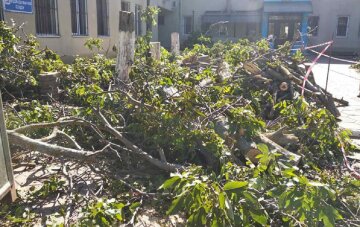 Масову вирубку здорових дерев влаштували в Одесі, фото: "збиток колосальний"