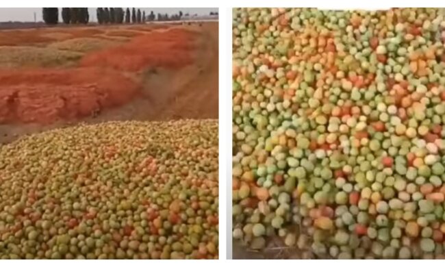 Фермери викидають на поля гори помідорів, відео: залишається тільки "удобрювати" землю