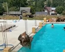 Корова влаштувала заплив у басейні з українськими туристами: курйозне відео