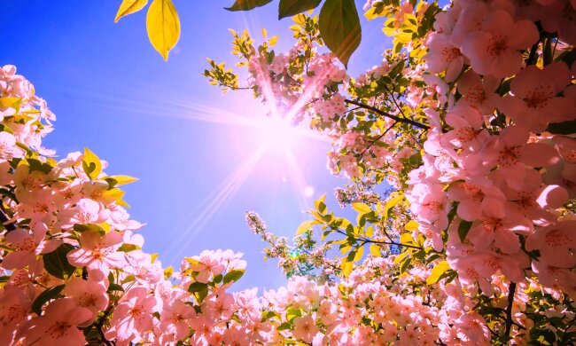 kartinki24_ru_spring_102