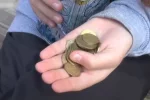 монеты, монеты номинал, нумизмат