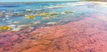 Загрожує здоров'ю людей: в Одесі море вкрилося червоним кольором, екологи забили тривогу