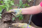 как посадить помидоры