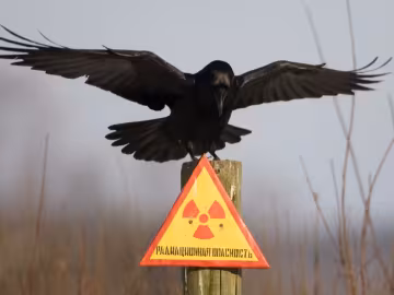 Українцям показали неймовірні фото з Чорнобильського лісу: “життя вирує”