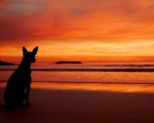 закат пляж море собака