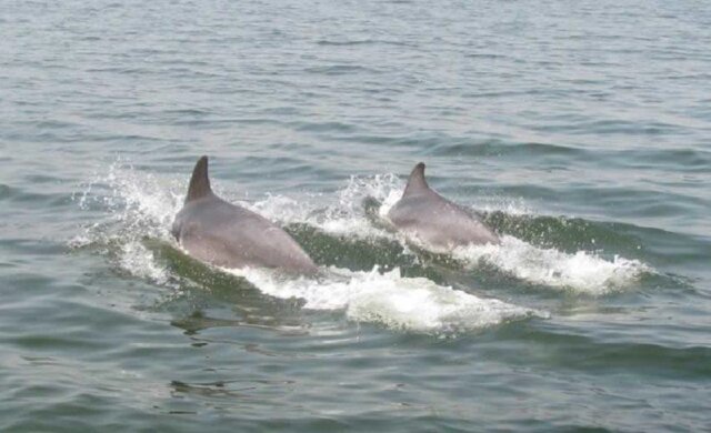 Дельфіни підпливли до самого берега в Одесі: рідкісні кадри показали в мережі
