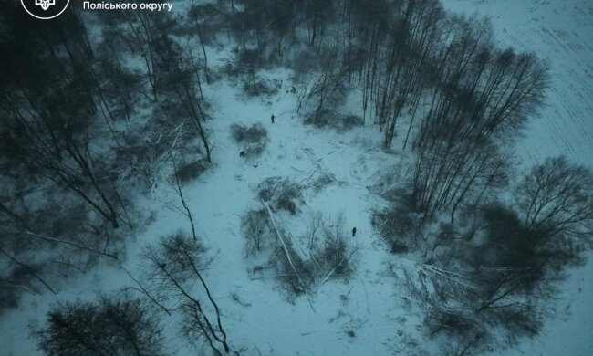 Масштабная расправа над лесом: в Житомирской области за один раз уничтожили более 300 деревьев, нанеся ущерб на миллионы