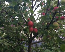 Харків'яни можуть залишитися без яблук і вишень у цьому році: названа причина