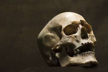 человеческий череп