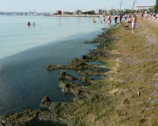 "Вода позеленела, к берегу не подойти": курортный сезон под угрозой срыва в Одессе, видео