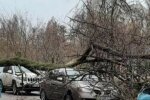 ЧП в Харькове: дерево рухнуло прямо на проезжую часть, движение заблокировано, фото