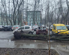 Дерево впало на авто в Дніпрі: фото наслідків негоди