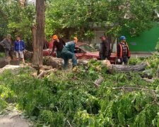 Стихия пронеслась по Одессе: деревья падали прямо на машины, кадры ЧП
