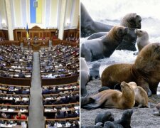 В Раде внезапно захотели помочь тюленям и акулам: детали нового законопроекта