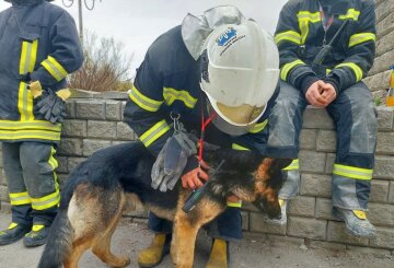 "Повезло выжить в настоящем аду": к спасателям пришел раненый пес