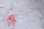 У Києві б'ють на сполох через рожеві плями на снігу: "результати досліджень показали..."