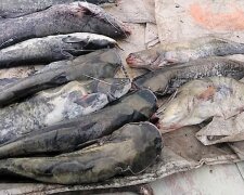 Держекоінспекція затримала  браконьєра, який незаконно виловив риби та раків на суму понад 4 млн гривень