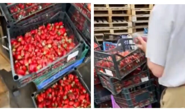Ціна на полуницю виявилася "непідйомною" для українців: десятки ящиків із ягодами викинули, кадри