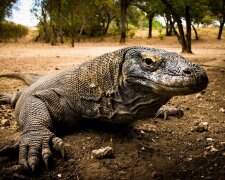 Любопытного туриста пытался съесть комодский дракон