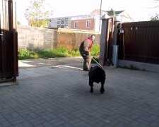 Собаки розтерзали перехожих, один не вижив: деталі трагедії в Донецькій області