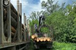 Держекоінспекція спіймала «чорних лісорубів»
