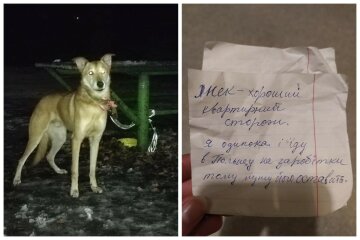 В Киеве женщина привязала собаку в парке и оставила записку: "Я еду в Польшу"