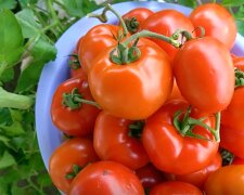 Як збільшити врожай помідорів