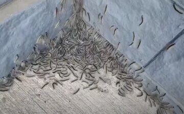 Нашестя гусениць стривожило одеситів, відео: "вони пожирають більше двохсот..."