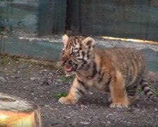Одеський зоопарк вперше показав людям новонародженого тигреня: миле відео